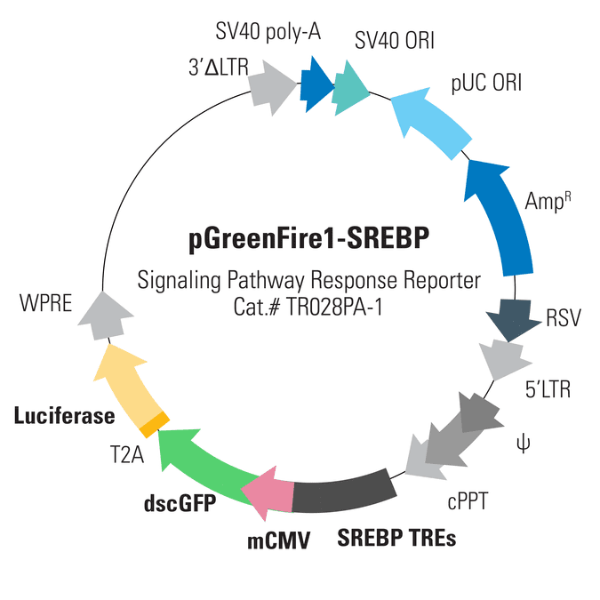 pGreenFire1-SREBP Lentivector