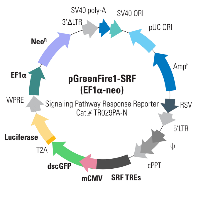 pGreenFire1-SRF (EF1α-neo) Lentivector