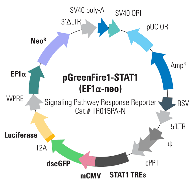 pGreenFire1-STAT1 (EF1α-neo) Lentivector