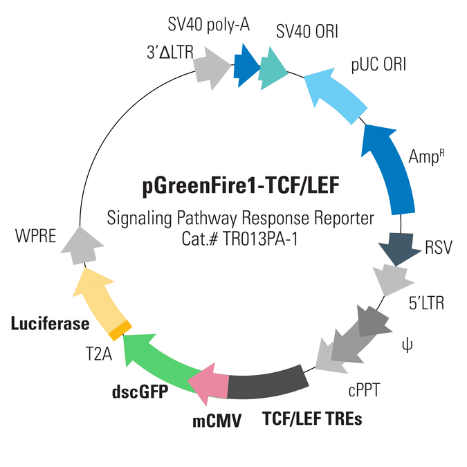 pGreenFire1-TCF/LEF Lentivector