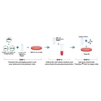 Use the pPACKF1 FIV Lentivector Packaging Kit to package your lentivector expression construct into high-titer lentivirus particle preparations