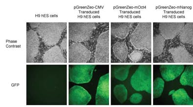 PEG-it is non-toxic and effective with stem cells