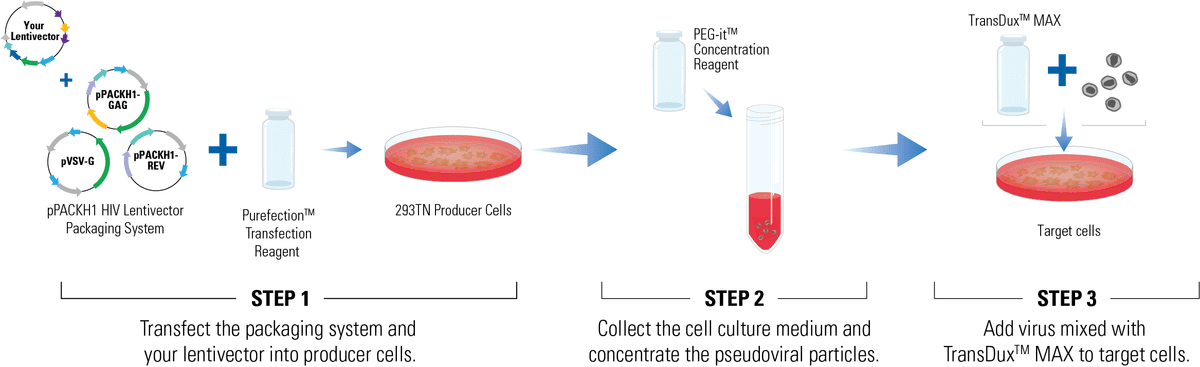 Use the pPACKH1 HIV Lentivector Packaging Kit to package your lentivector expression construct into high-titer lentivirus particle preparations