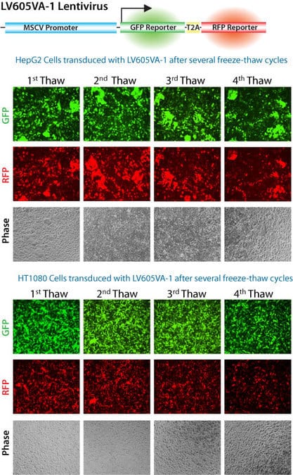 PEG-it protects isolated virus particles from multiple freeze/thaw cycles