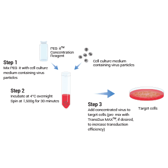 Using PEG-it to concentrate virus particles is easy with little hands-on time