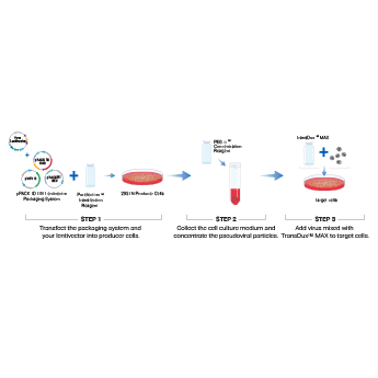 Use the pPACK-ID Integrase-defective Lentiviral Packaging Mix to package your lentivector expression construct into high-titer lentivirus particle preparations