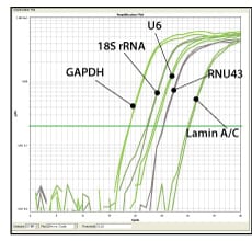 The kit supports subcellular localization studies through RNA reference controls for the nucleolus, nucleus, and cytoplasm
