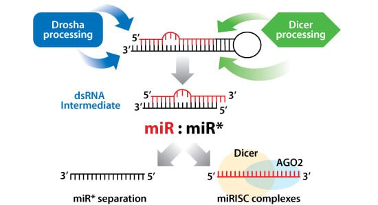 SBI’s Mouse pre-miRNA Expression Lentivectors use the native miRNA processing machinery