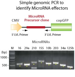 Identify which miR is overexpressed with a simple genomic PCR reaction using the included lentivector-specific primers
