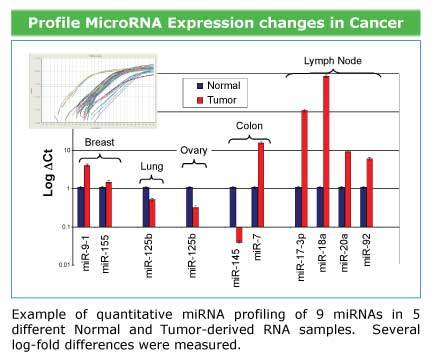 Use the QuantiMir Kit to profile miRNAs from cancerous and normal tissues