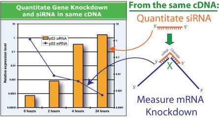 Measure both siRNA and mRNA knockdown in a single QuantiMir cDNA sample