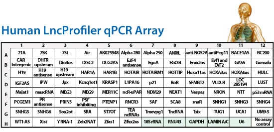 LncRNA Profiler qPCR Array Kit (Human)