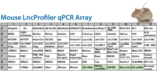 LncRNA Profiler qPCR Array Kit (Mouse)