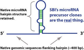 SBI’s precursor miRNA lentivectors are designed for efficient expression and accurate processing into mature miRNAs, for native miR-like behavior