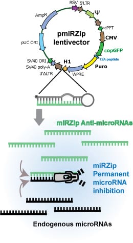 SBI’s miRZip Lentivectors are designed for efficient production of anti-miRNAs