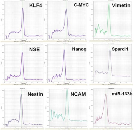 The Neural Lineage qPCR Profiler assays are highly specific