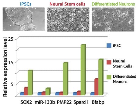 The Neural Lineage qPCR Profiler easily distinguishes iPSCs, neural stem cells, and differentiated neurons