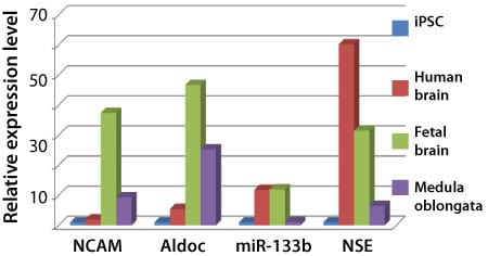 The Neural Lineage qPCR Profiler distinguishes neuronal lineages