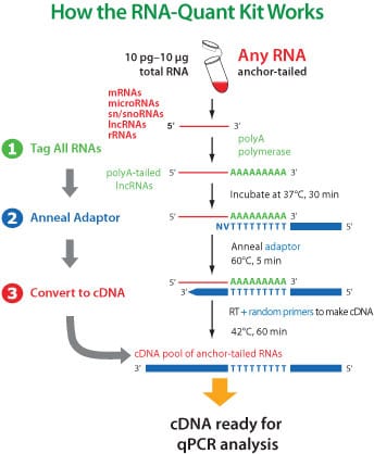 The RNA-Quant cDNA Synthesis Kit prepares any RNA for qPCR