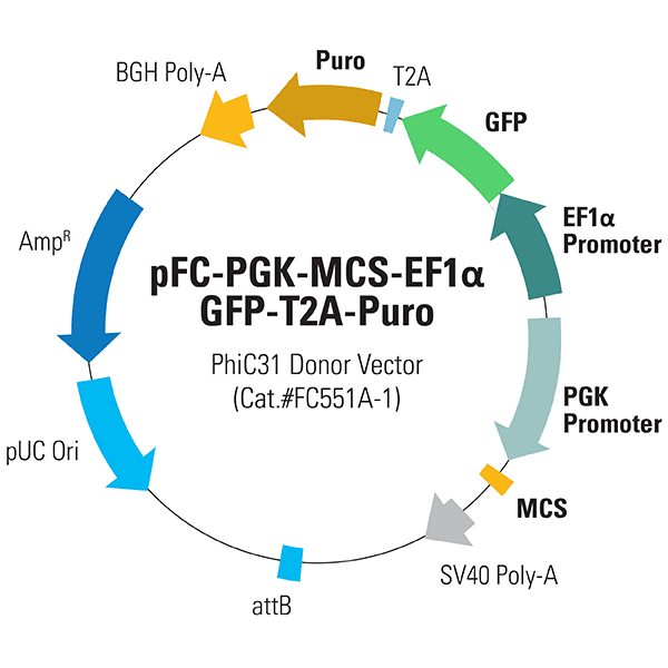 pFC-PGK-MCS-pA-EF1α-GFP-T2A-Puro PhiC31 Donor Vector