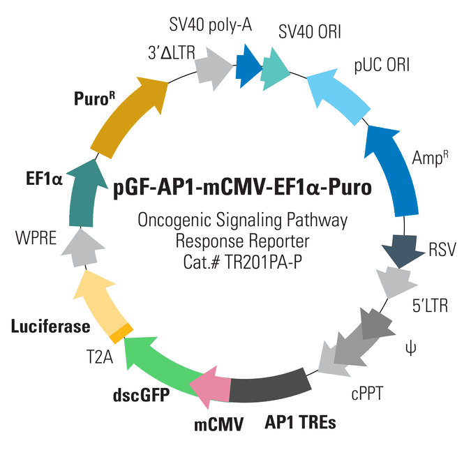 pGF-AP1-mCMV-EF1α-Puro Lentivector