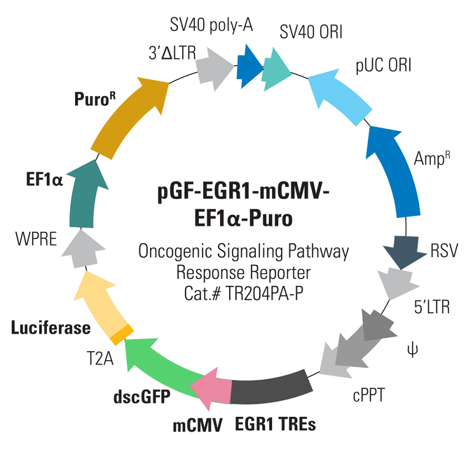 pGF-CREB-mCMV-EF1α-Puro Lentivector