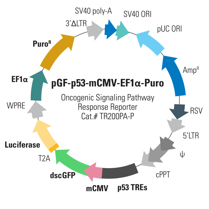 pGF-p53-mCMV-EF1α-Puro Lentivector
