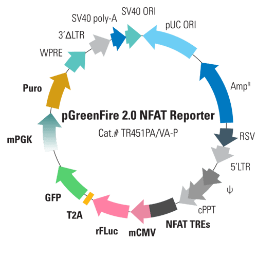 pGreenFire 2.0 NFAT Reporter Lentivector & Virus