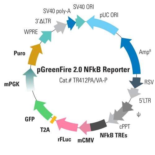  pGreenFire 2.0 NFκB Reporter Lentivector & Virus