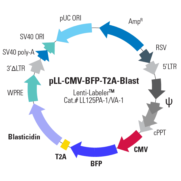 pLL-CMV-BFP-T2A-Blast Lenti-Labeler