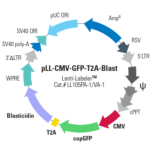 pLL-CMV-GFP-T2A-Blast Lenti-Labeler