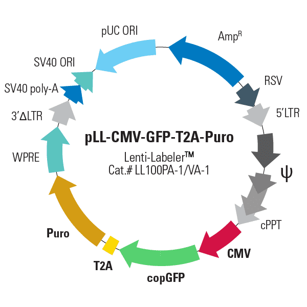 pLL-CMV-GFP-T2A-Puro Lenti-Labeler