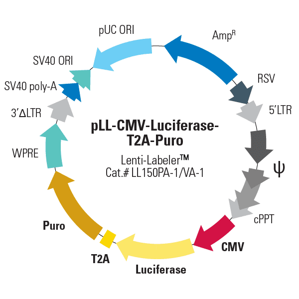 pLL-CMV-Luciferase-T2A-Puro Lenti-Labeler