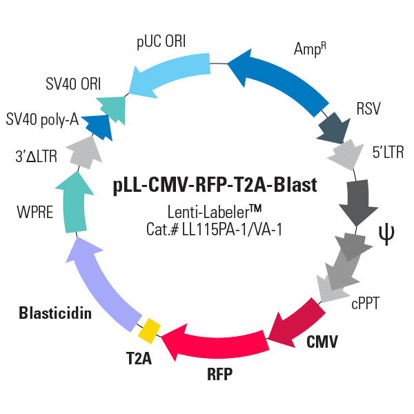 pLL-CMV-RFP-T2A-Blast Lenti-Labeler