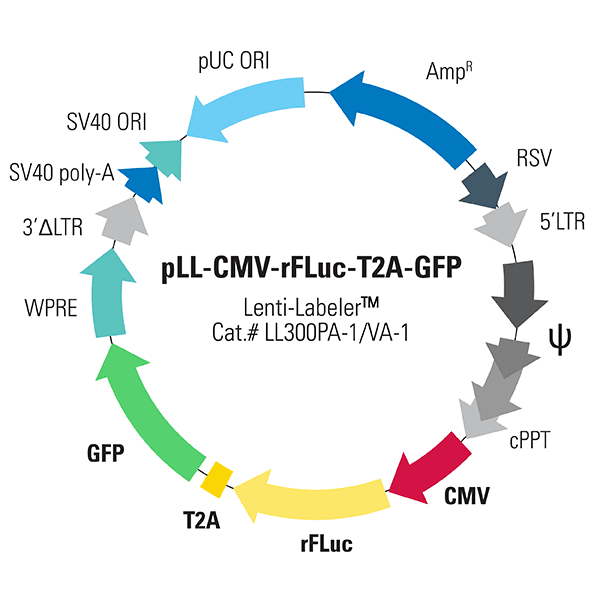 pLL-CMV-rFLuc-T2A-GFP Lenti-Labeler