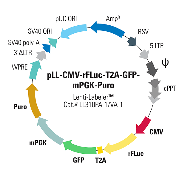 pLL-CMV-rFLuc-T2A-GFP-mPGK-Puro Lenti-Labeler