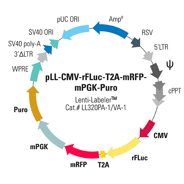 pLL-CMV-rFLuc-T2A-mRFP-mPGK-Puro Lenti-Labeler