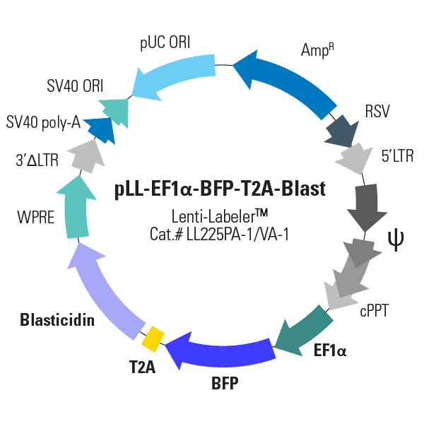 pLL-EF1α-BFP-T2A-Blast Lenti-Labeler