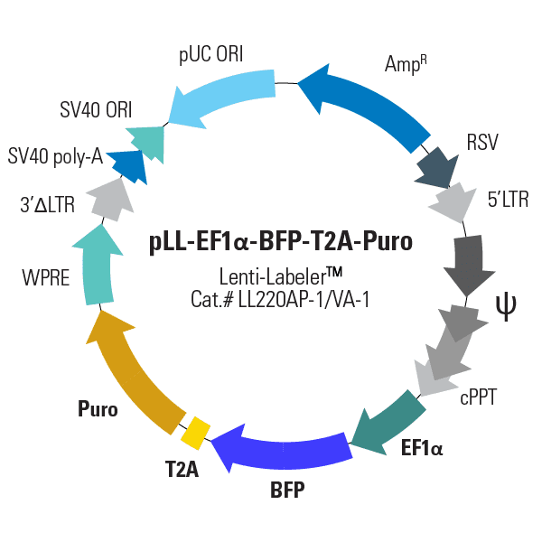 pLL-EF1α-BFP-T2A-Puro Lenti-Labeler