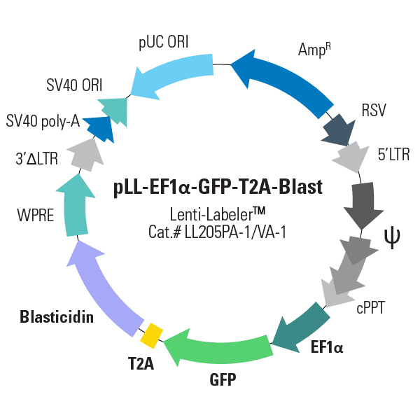 pLL-CMV-GFP-T2A-Puro Lenti-Labeler
