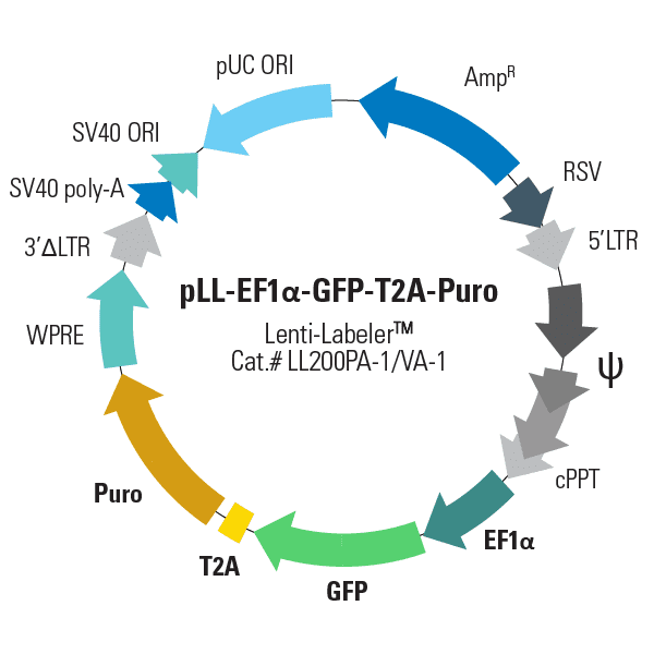 pLL-EF1-alpha-GFP-T2A-Puro Lenti-Labeler