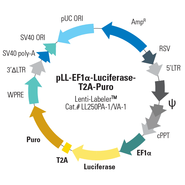pLL-EF1α-Luciferase-T2A-Puro Lenti-Labeler