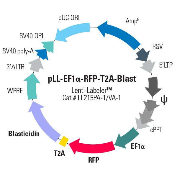 pLL-EF1α-RFP-T2A-Blast Lenti-Labeler