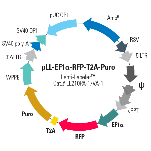 pLL-EF1α-RFP-T2A-Puro Lenti-Labeler