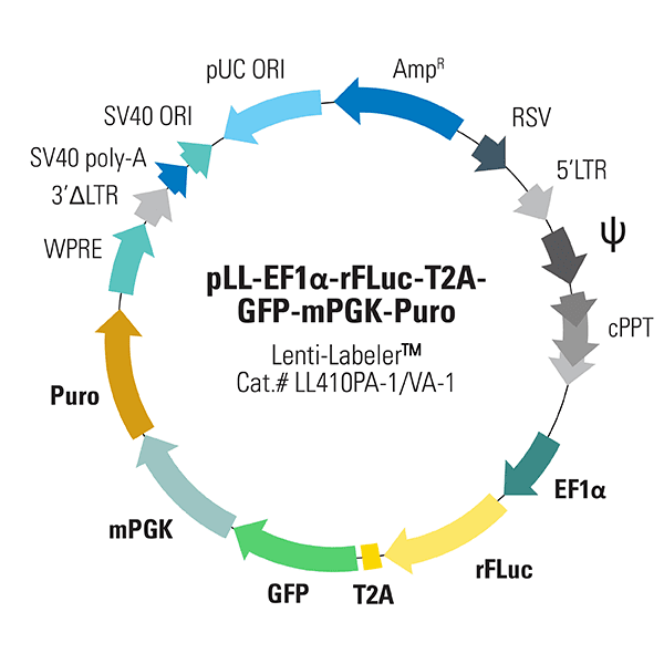 pLL-EF1α-rFLuc-T2A-GFP-mPGK-Puro Lenti-Labeler