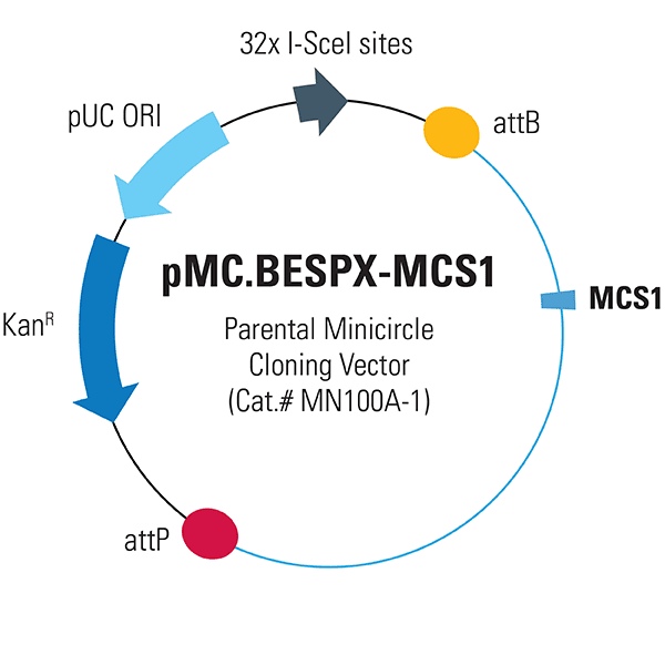 pMC.BESPX-MCS1 Empty Parental Minicircle Cloning Vector