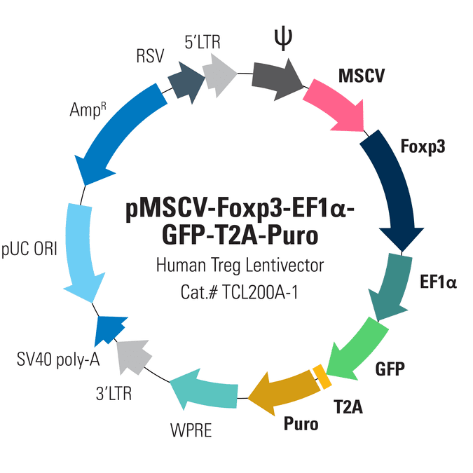 pMSCV-Human Foxp3-EF1α-GFP-T2A-Puro Lentivector for overexpression of Foxp3