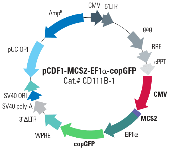 pCDF1-MCS2-EF1α-copGFP Cloning and Expression Lentivector
