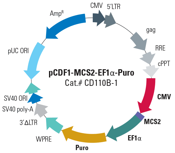 pCDF1-MCS2-EF1α-Puro Cloning and Expression Lentivector