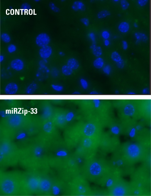 Lentivirus Packaging Service Produced by SBI Delivers High Transduction Efficiency in vivo